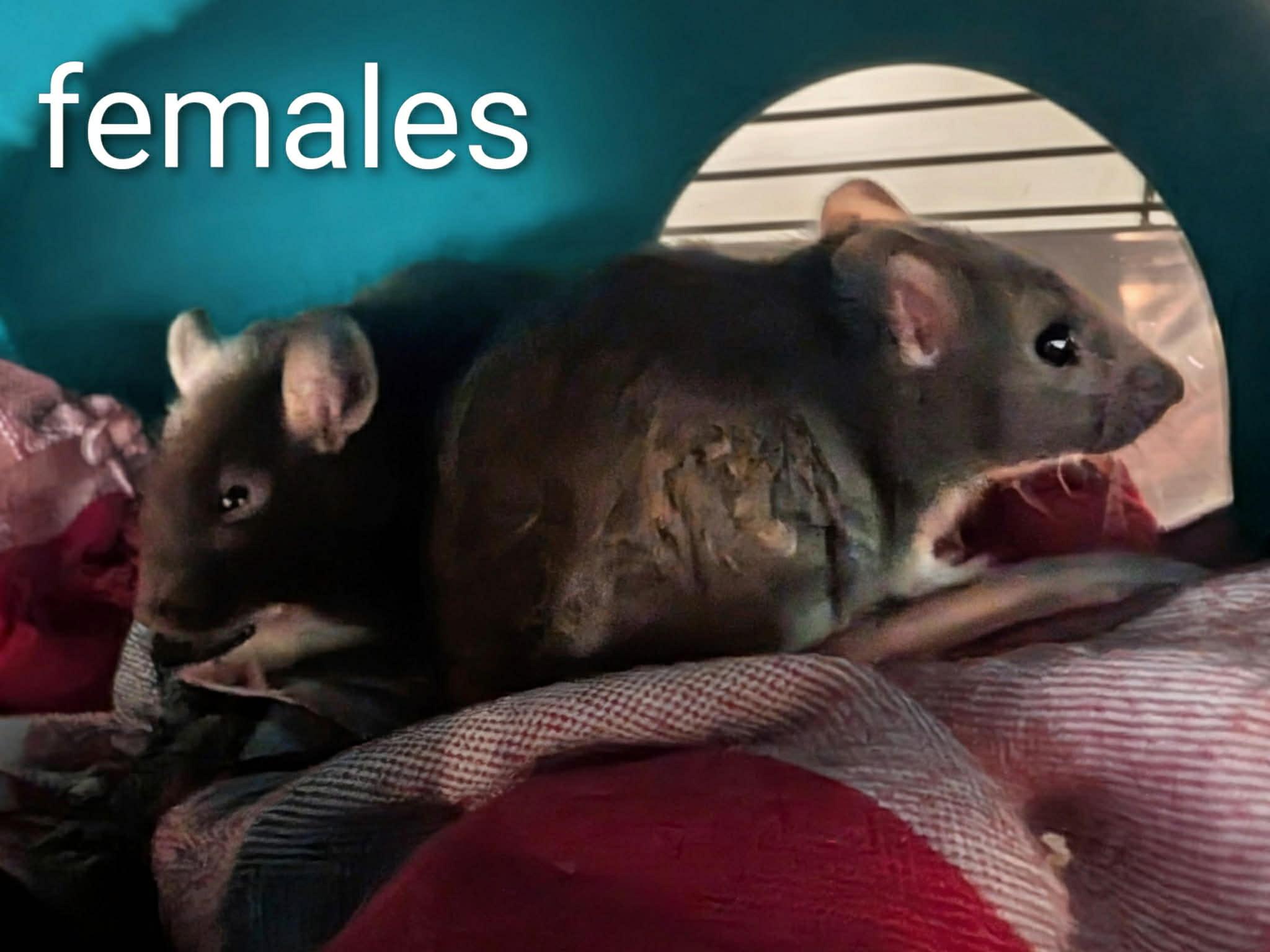 Enlarge Smokey & Litter (4 Ms/5 Fs), a ADOPTABLE Rat in Norcross, GA image 2/6