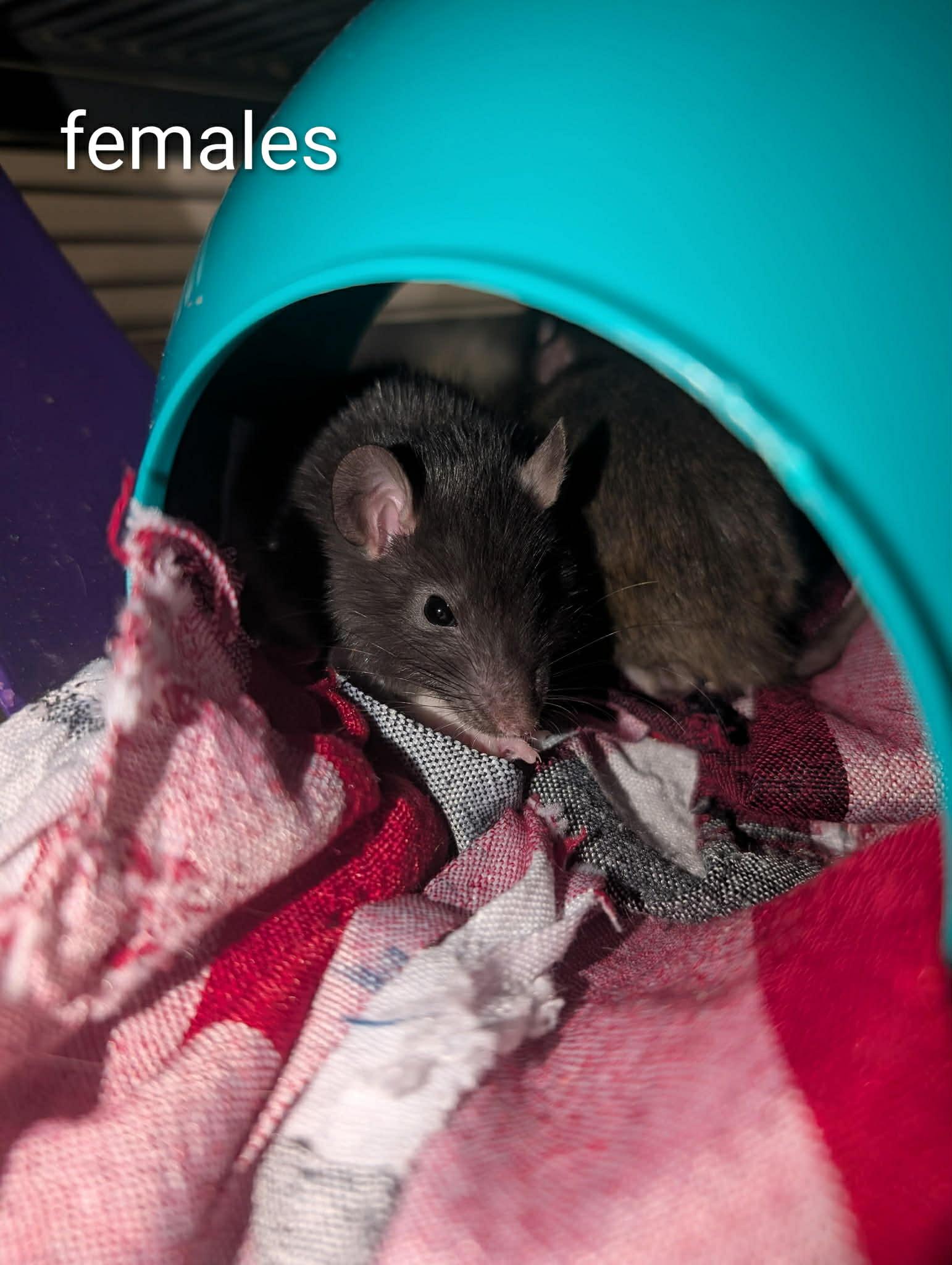 Enlarge Smokey & Litter (4 Ms/5 Fs), a ADOPTABLE Rat in Norcross, GA image 4/6