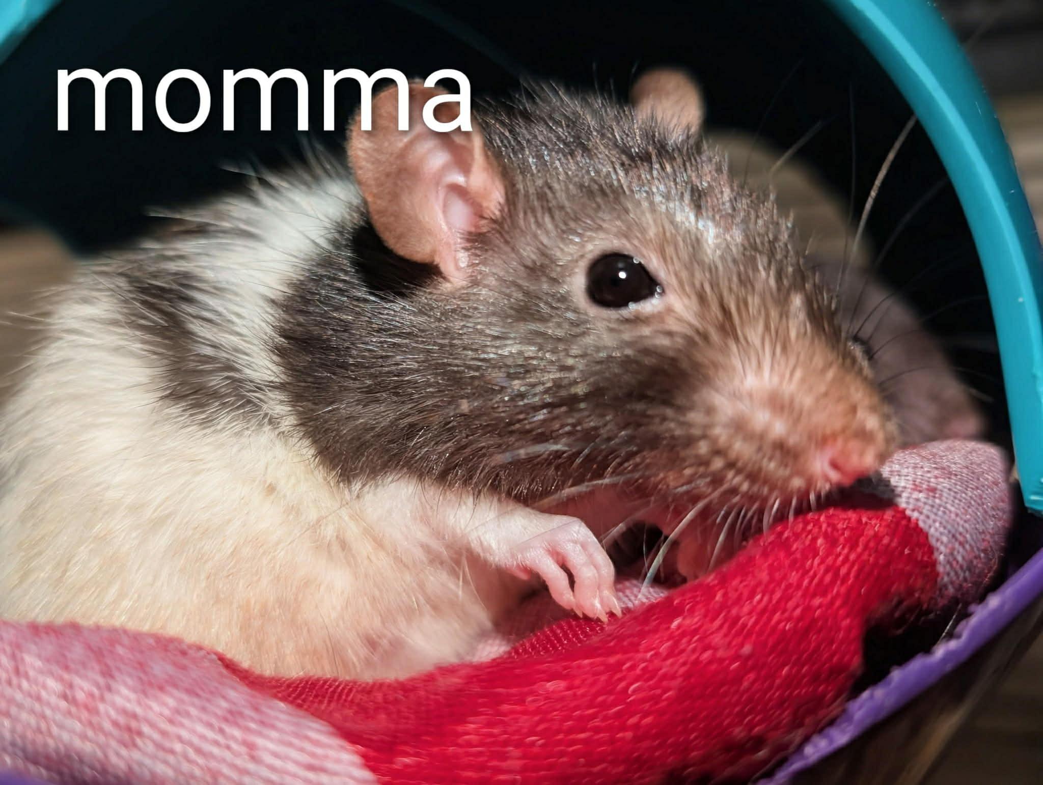 Smokey & Litter (4 Ms/5 Fs), ADOPTABLE, Baby Female Rat.