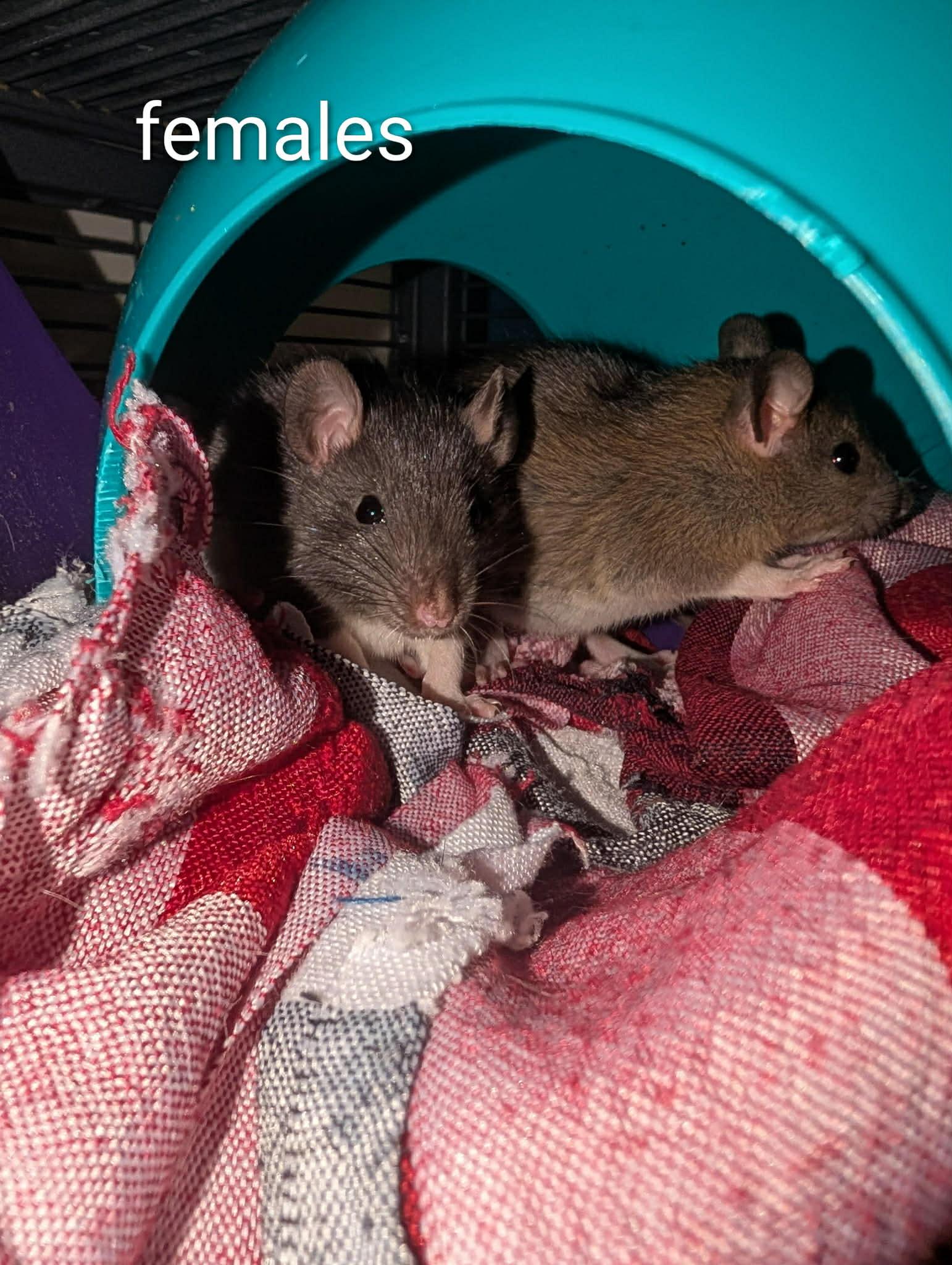 Enlarge Smokey & Litter (4 Ms/5 Fs), a ADOPTABLE Rat in Norcross, GA image 6/6