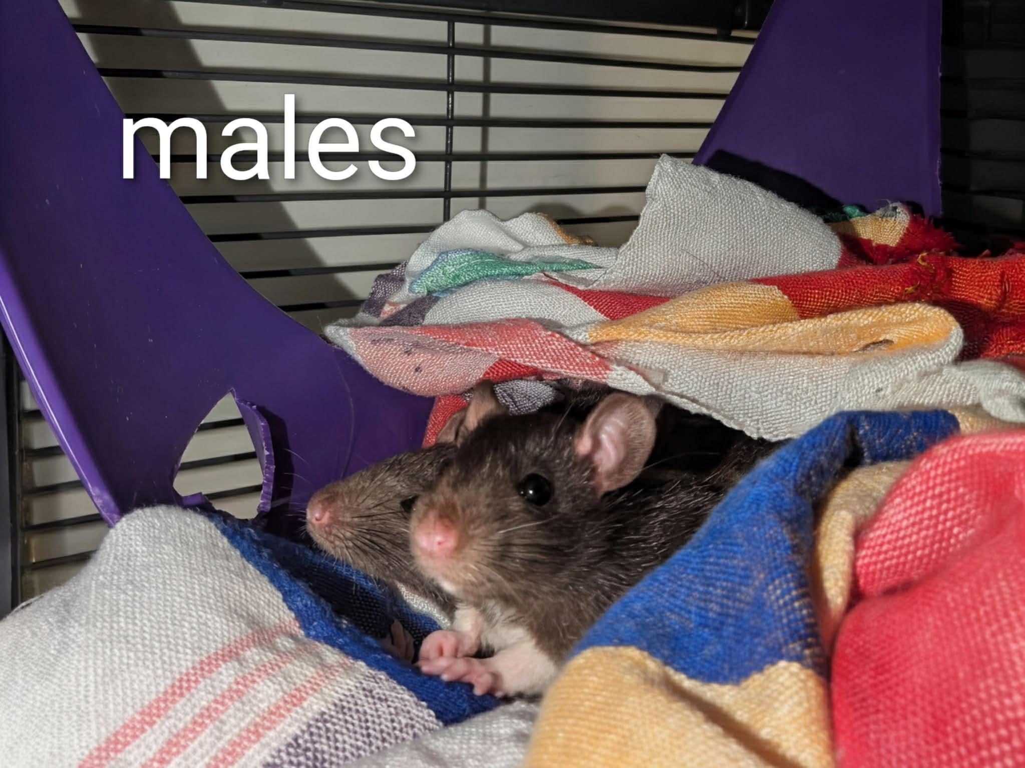 Enlarge Smokey & Litter (4 Ms/5 Fs), a ADOPTABLE Rat in Norcross, GA image 5/6