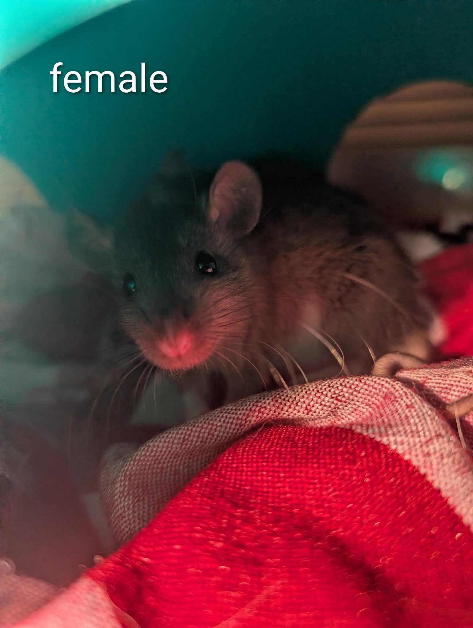 Enlarge Smokey & Litter (4 Ms/5 Fs), a ADOPTABLE Rat in Norcross, GA image 3/6