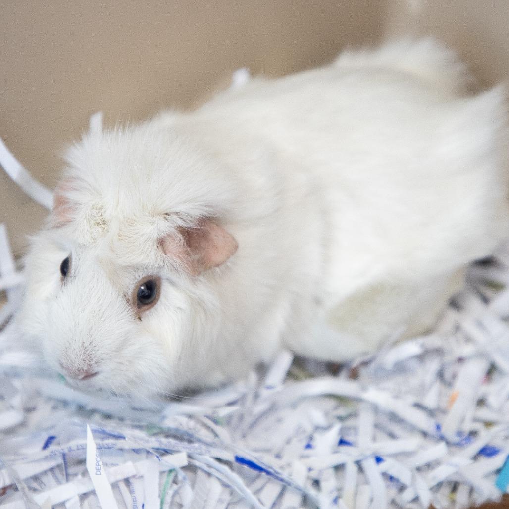 Enlarge Snowybell, a Adoptable Guinea Pig in Saint Cloud, MN image 1/2