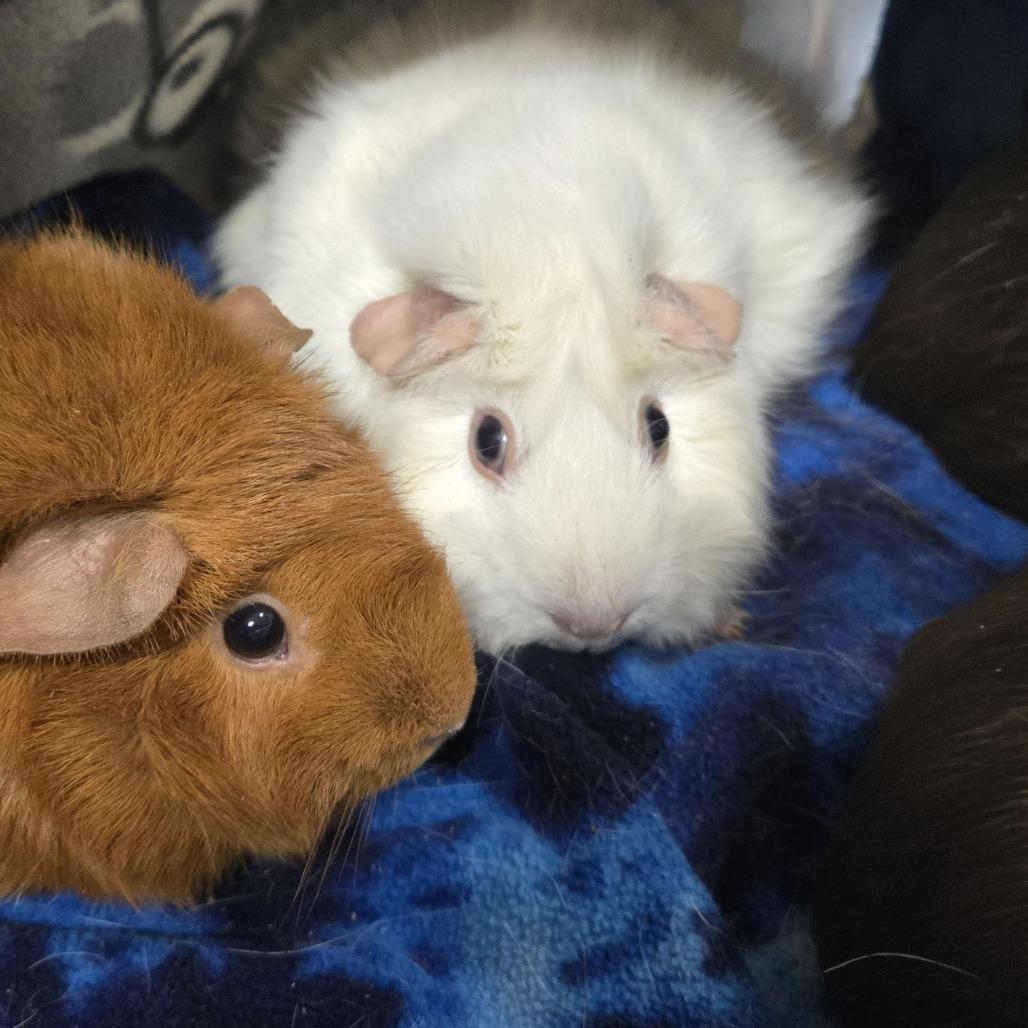 Enlarge Snowybell, a Adoptable Guinea Pig in Saint Cloud, MN image 2/2