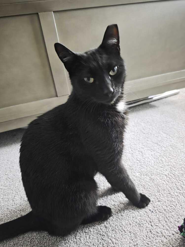 Enlarge Slinky, a Adoptable mixed breed in Milltown, NJ image 3/4