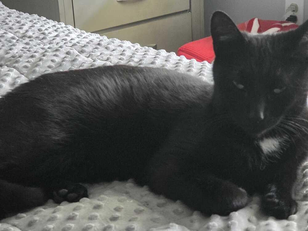 Enlarge Slinky, a Adoptable mixed breed in Milltown, NJ image 4/4