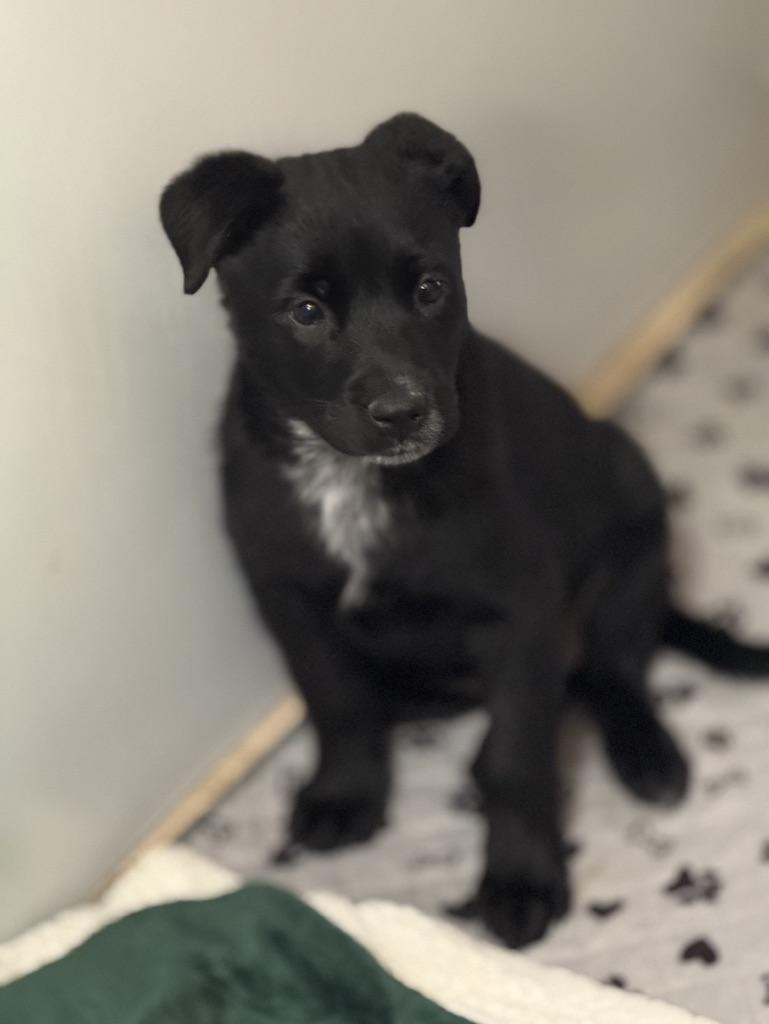 Enlarge Esther, an adopted Mixed Breed in Albuquerque, NM image 1/1