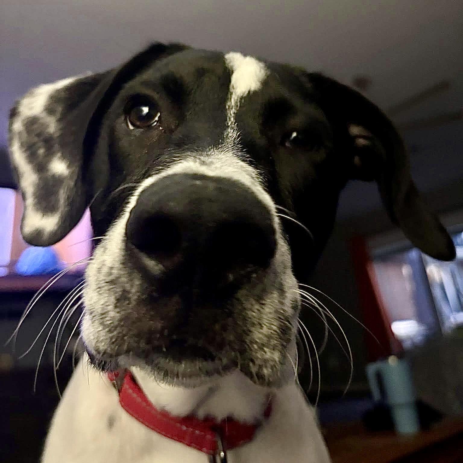 Enlarge Bear, a ADOPTABLE mixed breed in Elizabethtown, PA image 5/6