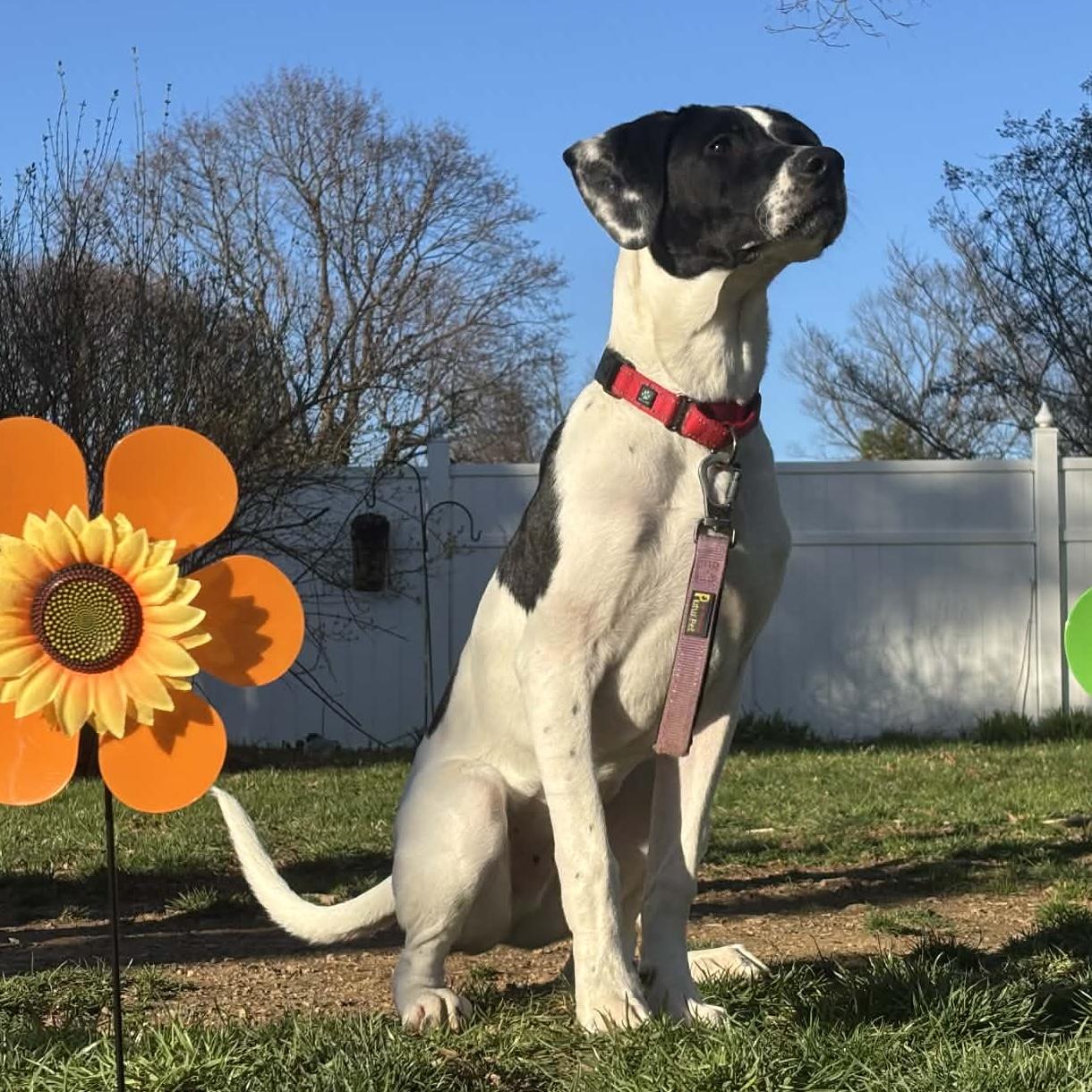 Enlarge Bear, a ADOPTABLE mixed breed in Elizabethtown, PA image 6/6