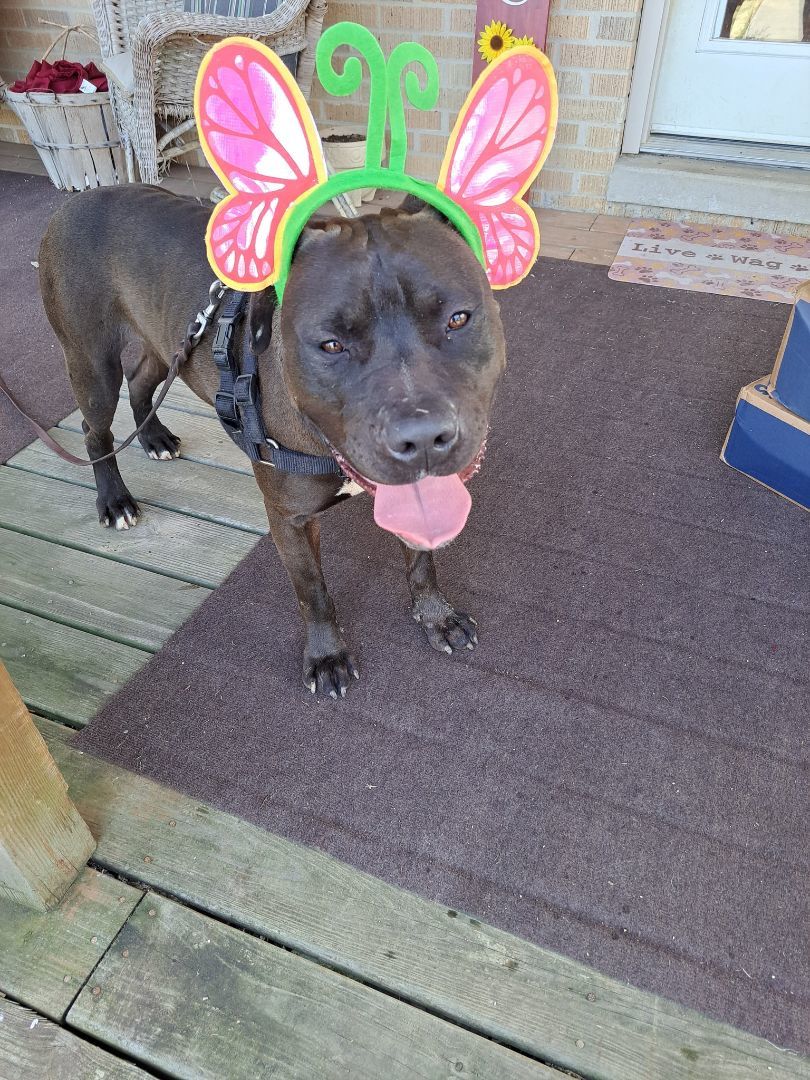 Kohle, a Adopted Pit Bull Terrier in Gainesboro, TN image 1/12