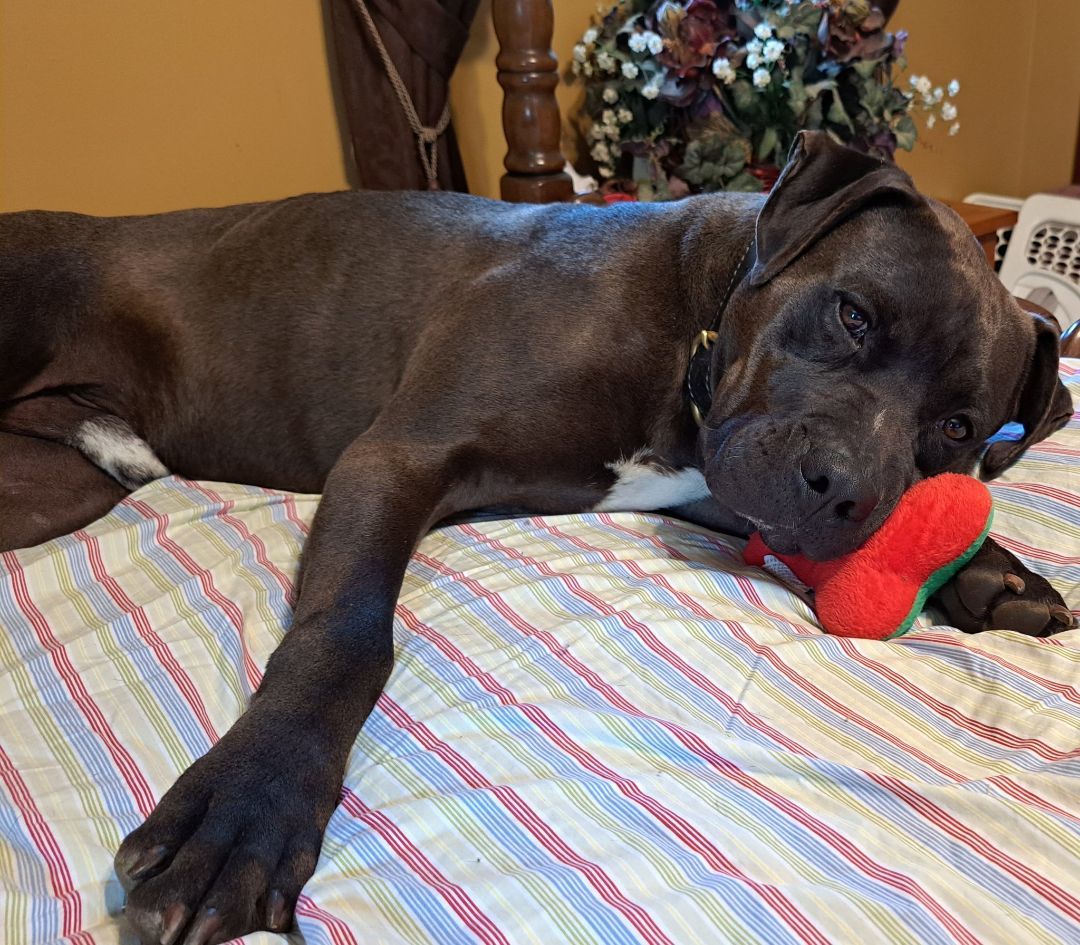 Kohle, a Adopted Pit Bull Terrier in Gainesboro, TN image 2/12