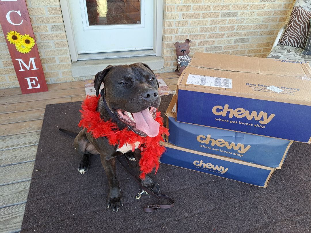 Kohle, a Adopted Pit Bull Terrier in Gainesboro, TN image 3/12