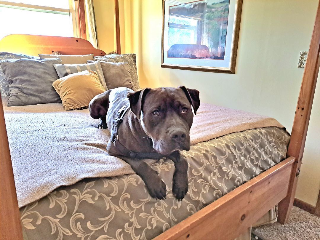 Kohle, a Adopted Pit Bull Terrier in Gainesboro, TN image 4/12