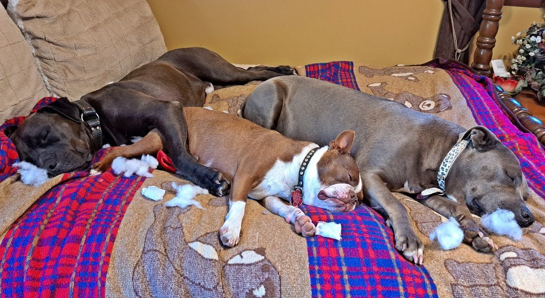 Kohle, a Adopted Pit Bull Terrier in Gainesboro, TN image 5/12