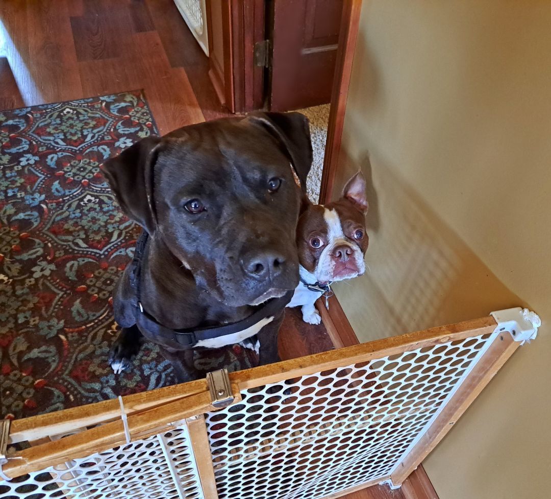 Kohle, a Adopted Pit Bull Terrier in Gainesboro, TN image 6/12