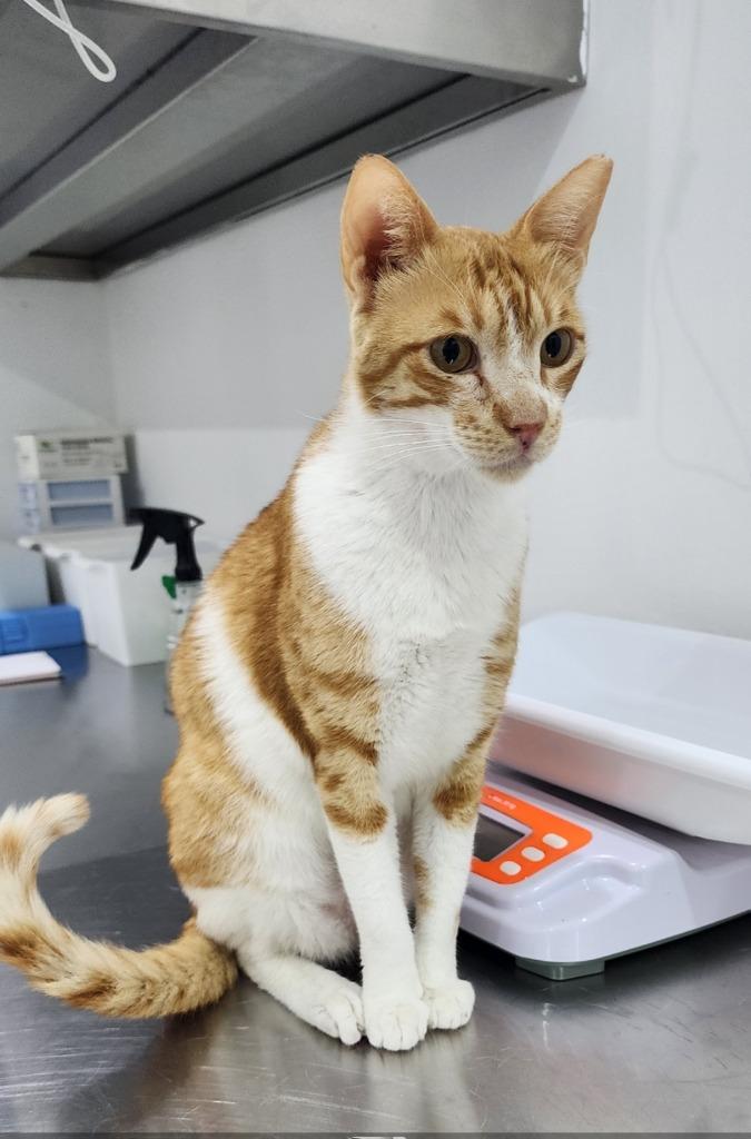 Manolo, Adoptable, Adult Male Domestic Short Hair.