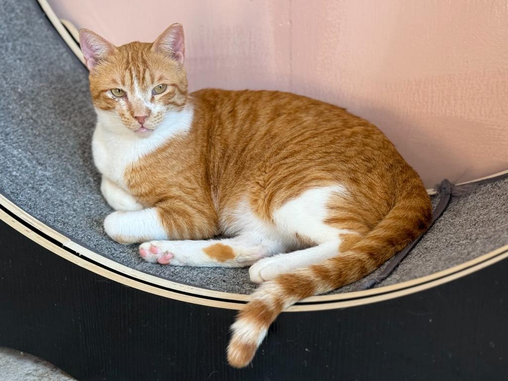 Enlarge Manolo, a Adoptable mixed breed in Lunenburg, MA image 2/2