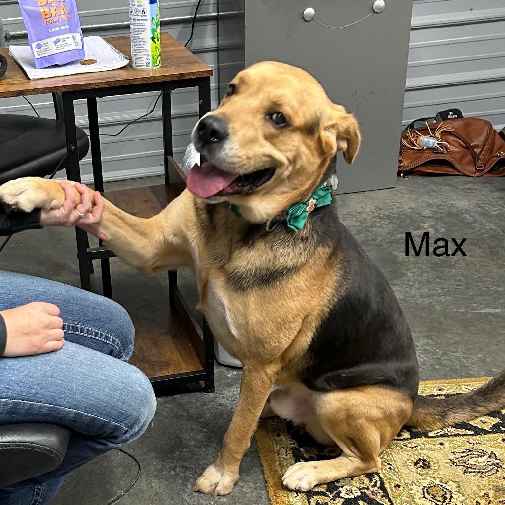 Max, Adoptable, Adult Male Mixed Breed.