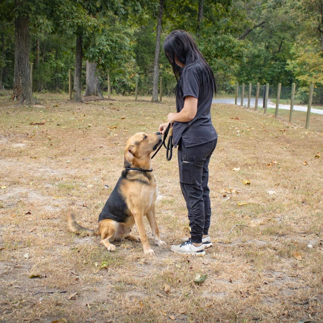 Enlarge Max, a Adoptable Mixed Breed in Princeton, KY image 2/4