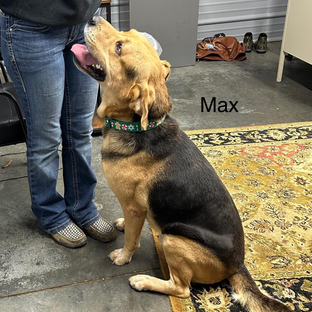 Enlarge Max, a Adoptable Mixed Breed in Princeton, KY image 3/4