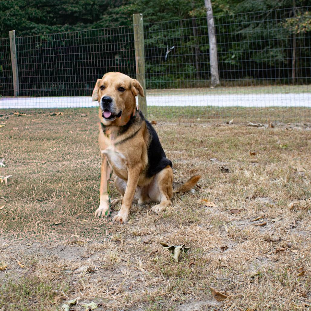Enlarge Max, a Adoptable Mixed Breed in Princeton, KY image 4/4