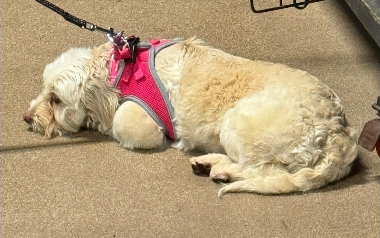 Enlarge Novia, a Adoptable Havanese in Matthews, NC image 1/3