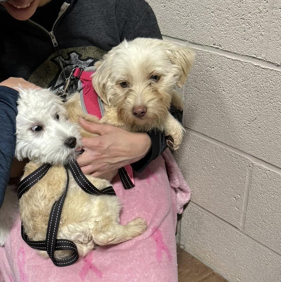 Novia, Adoptable, Adult Female Havanese.