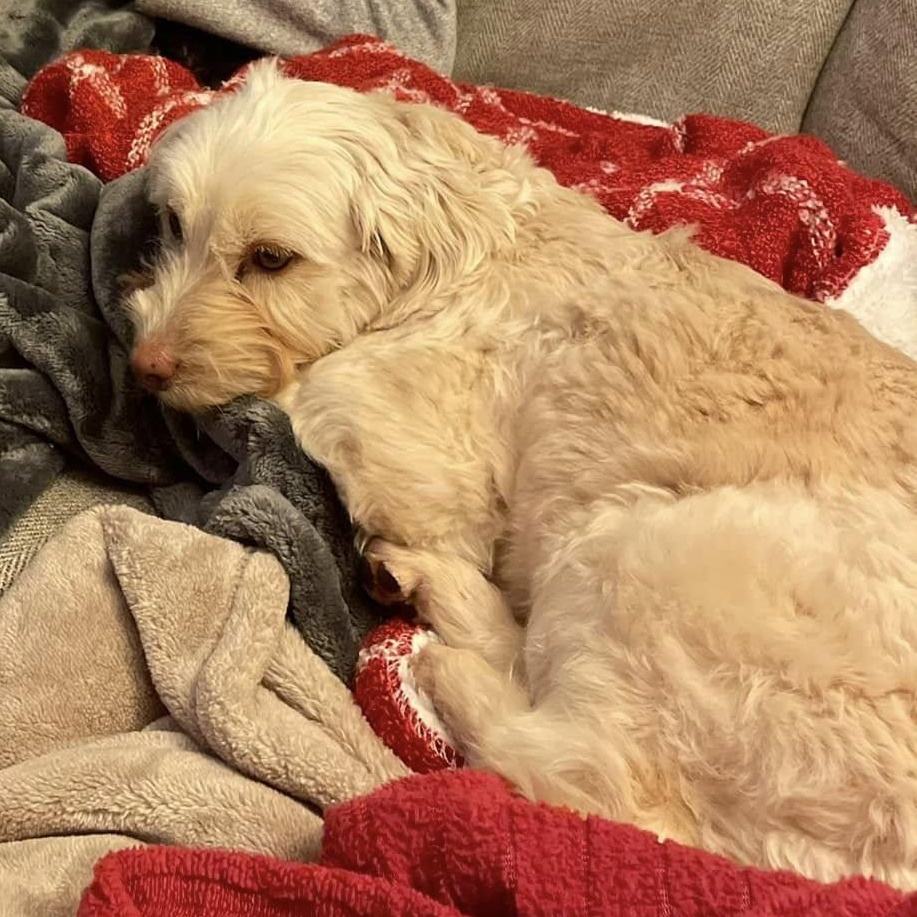 Enlarge Novia, a Adoptable Havanese in Matthews, NC image 3/3