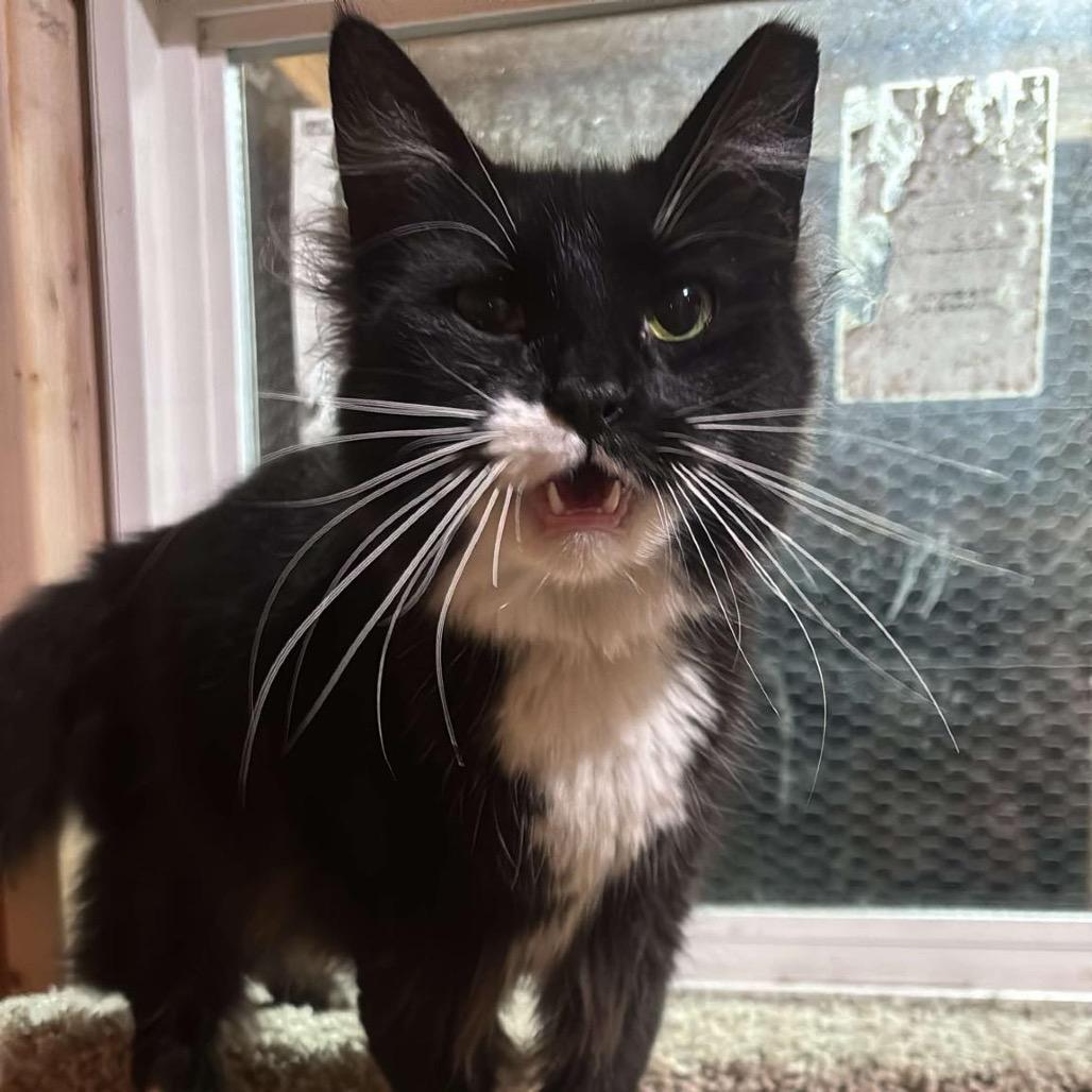 Ozzy, Adoptable, Adult Male American Shorthair.