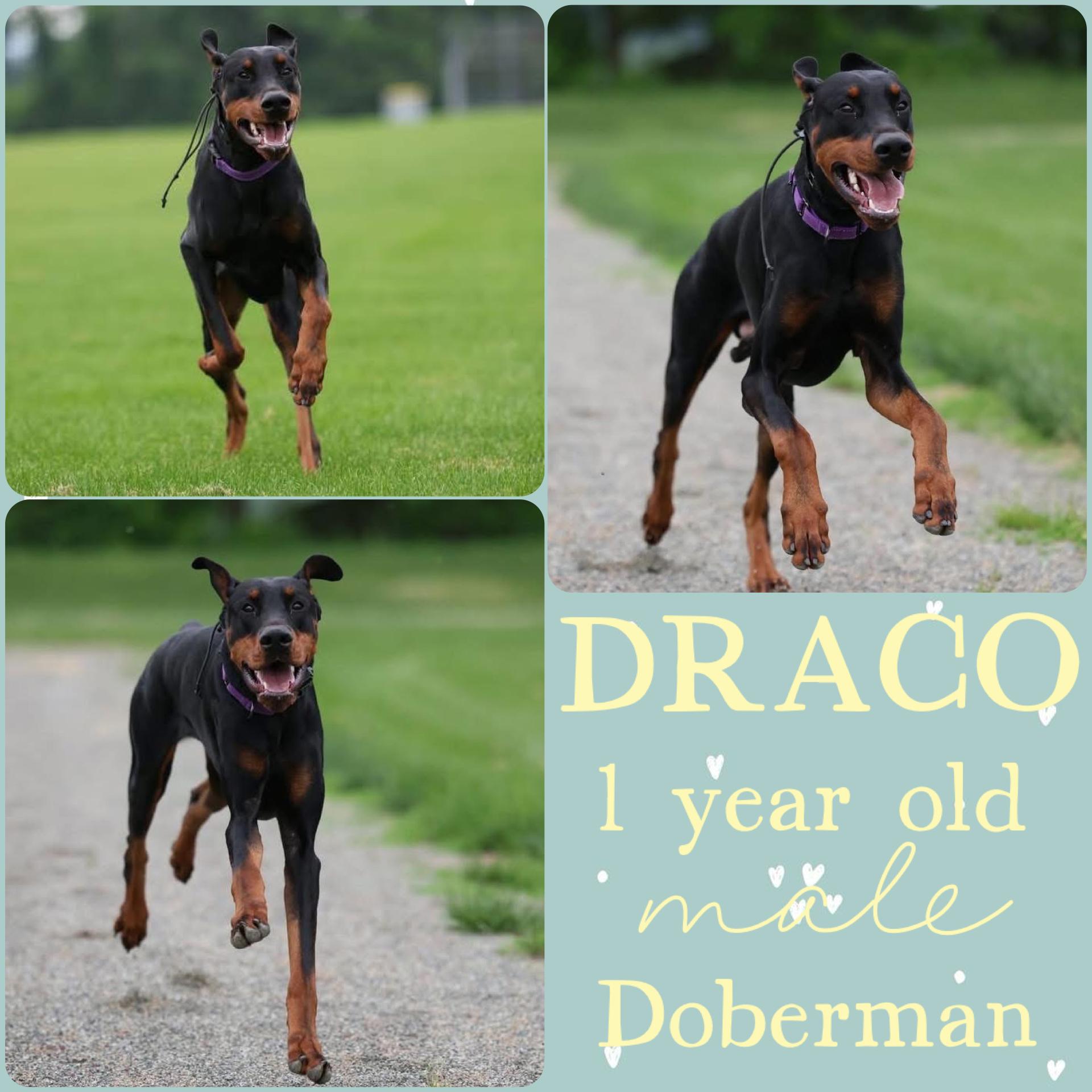 Draco, Young Male Doberman Pinscher