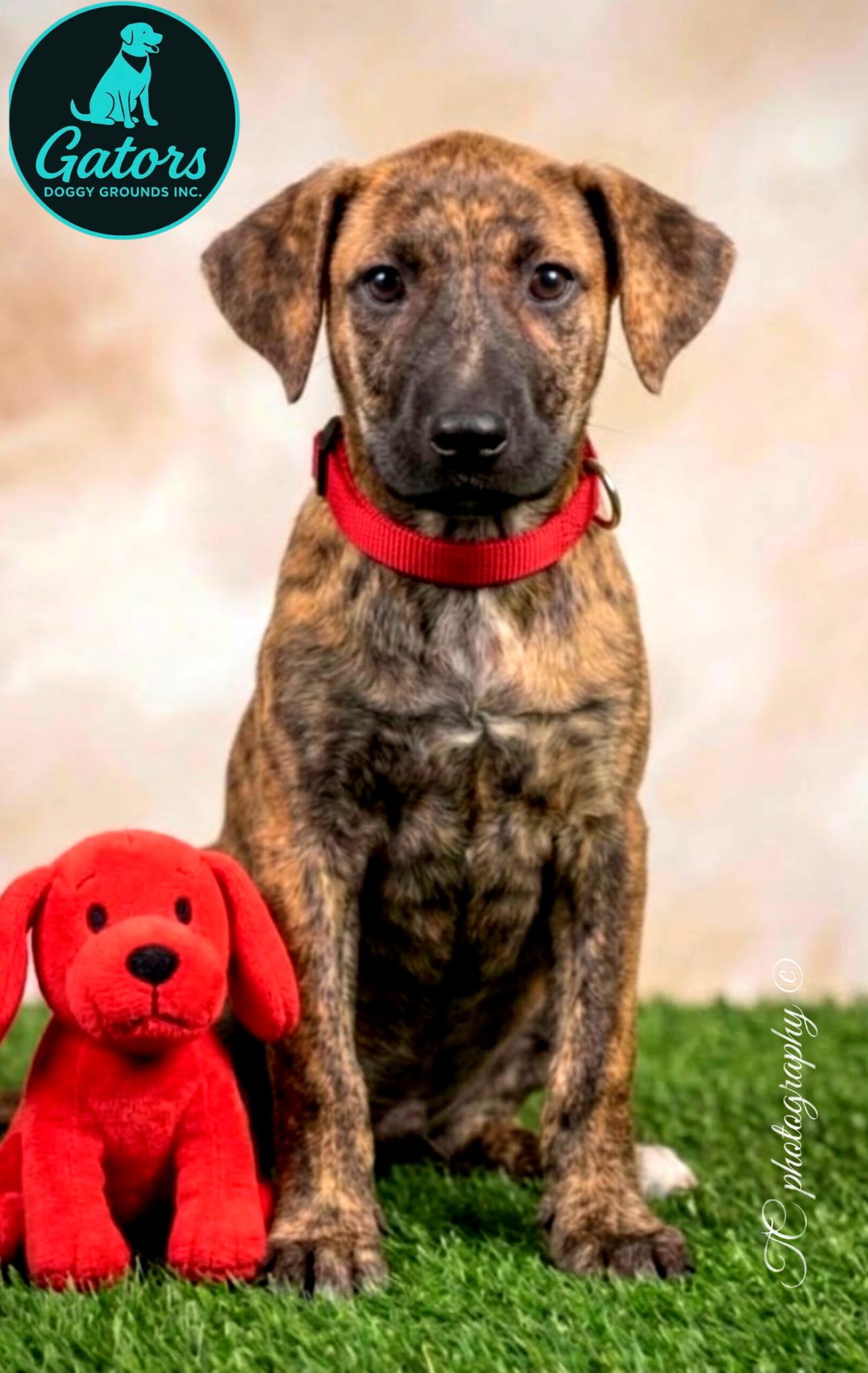 Enlarge Cami, a Adoptable mixed breed in Hortense, GA image 1/2