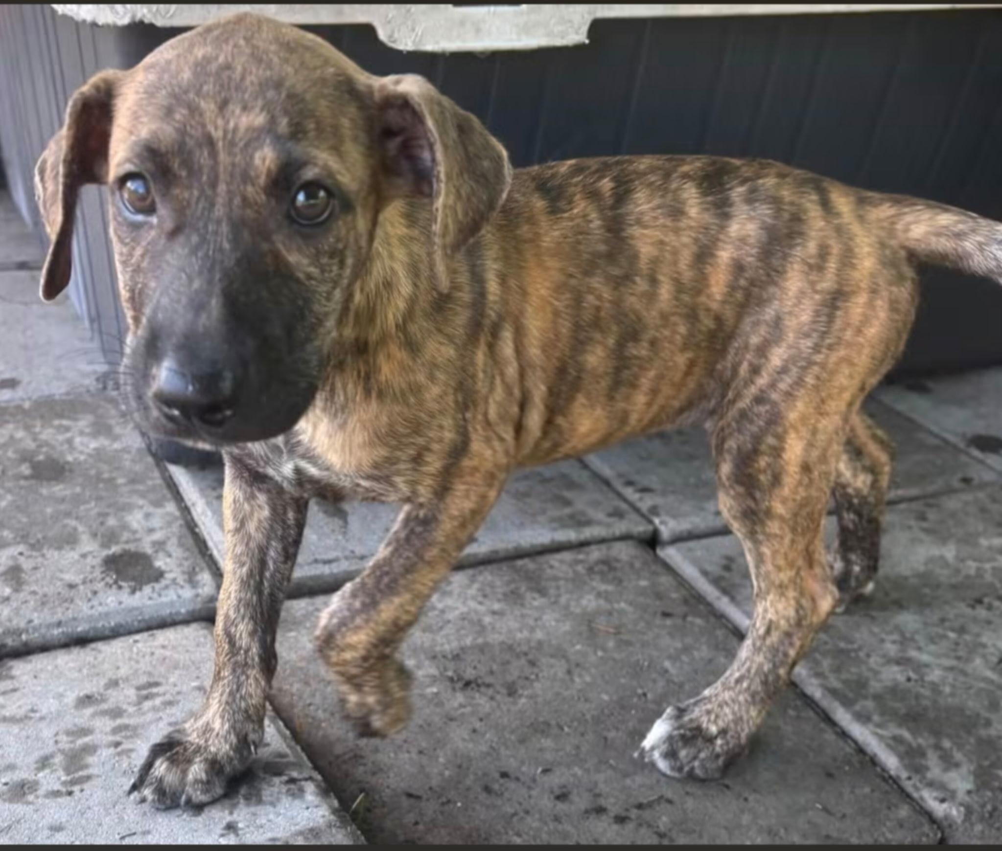 Enlarge Cami, a Adoptable mixed breed in Hortense, GA image 2/2