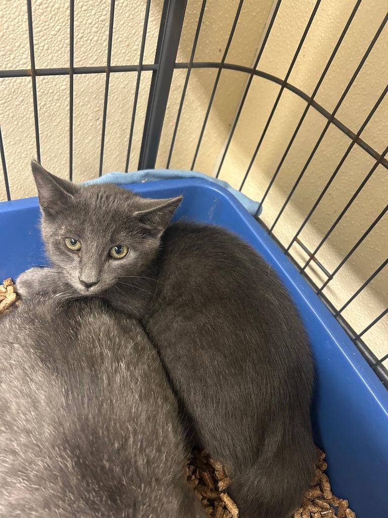 Enlarge Neville Longbottom, a Adoptable American Shorthair in Sidney, NY image 1/1