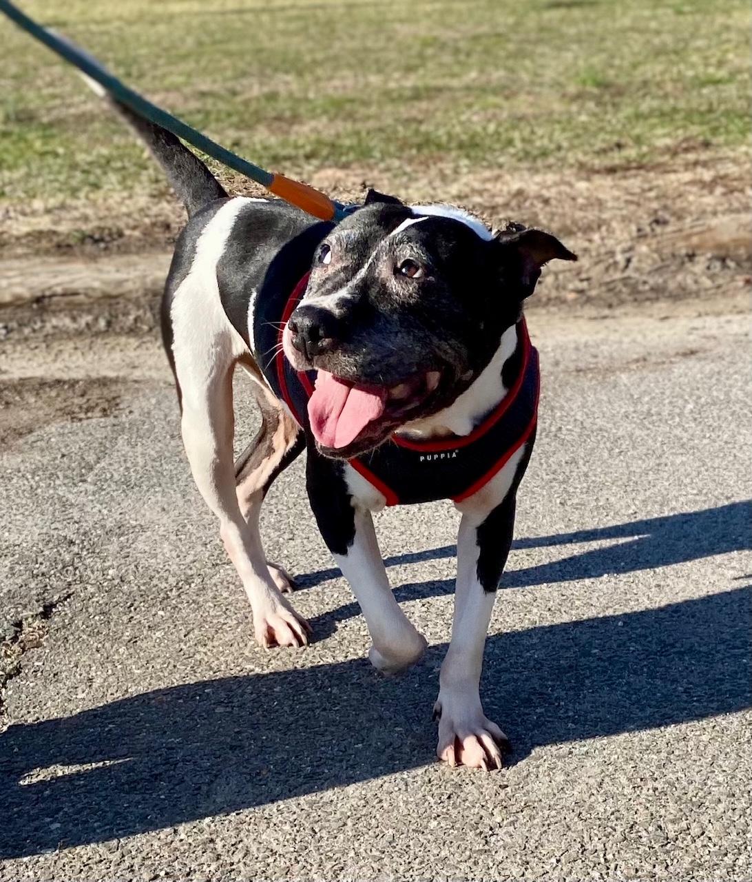 Enlarge Princess, a ADOPTABLE mixed breed in Westport, CT image 3/3