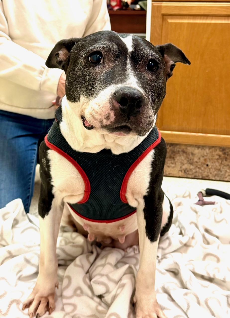 Enlarge Princess, a ADOPTABLE mixed breed in Westport, CT image 2/3