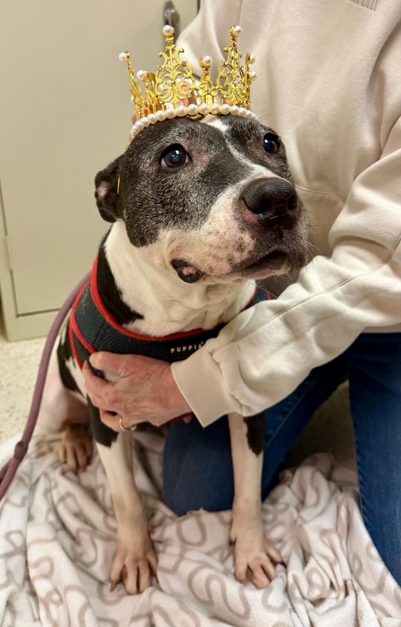 Princess, ADOPTABLE, Senior Female Bull Terrier.