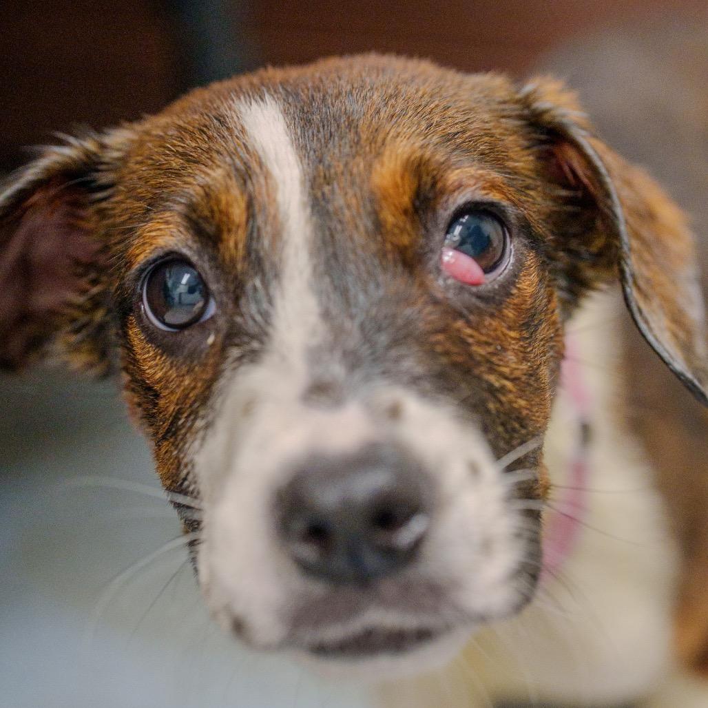 Enlarge Kelly Rowland, a Adoptable mixed breed in Pawling, NY image 1/4