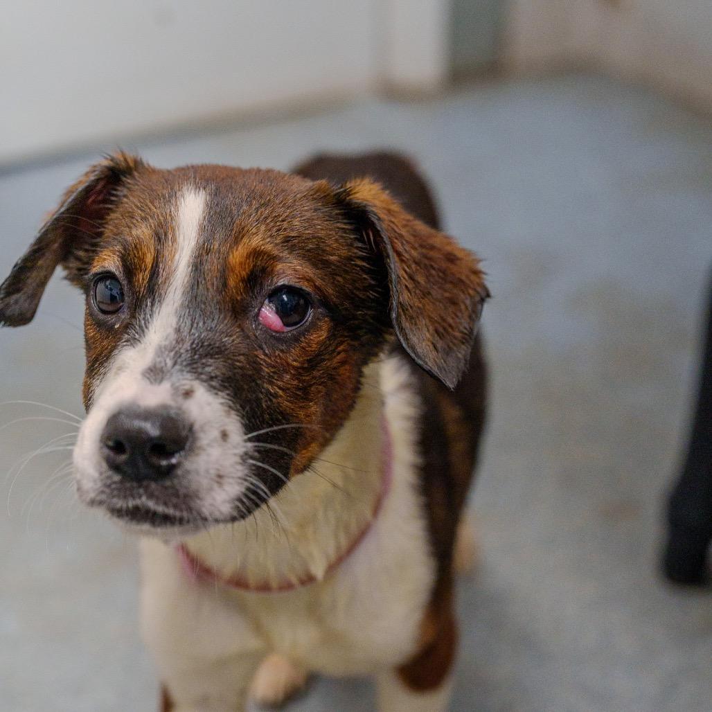 Enlarge Kelly Rowland, a Adoptable mixed breed in Pawling, NY image 2/4