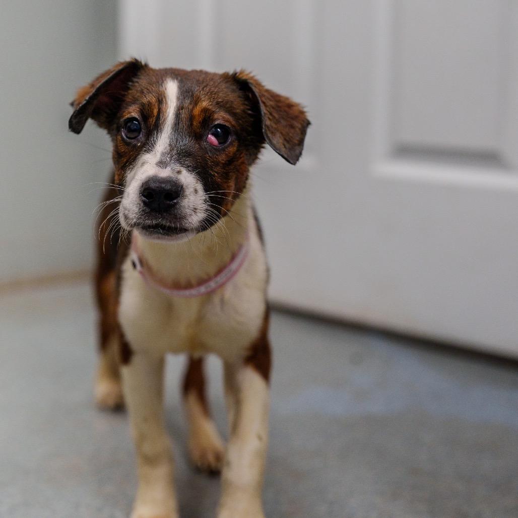 Enlarge Kelly Rowland, a Adoptable mixed breed in Pawling, NY image 3/4