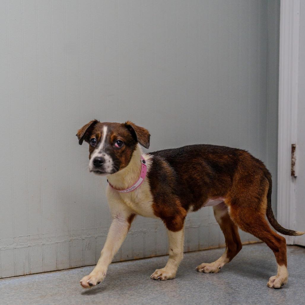 Enlarge Kelly Rowland, a Adoptable mixed breed in Pawling, NY image 4/4