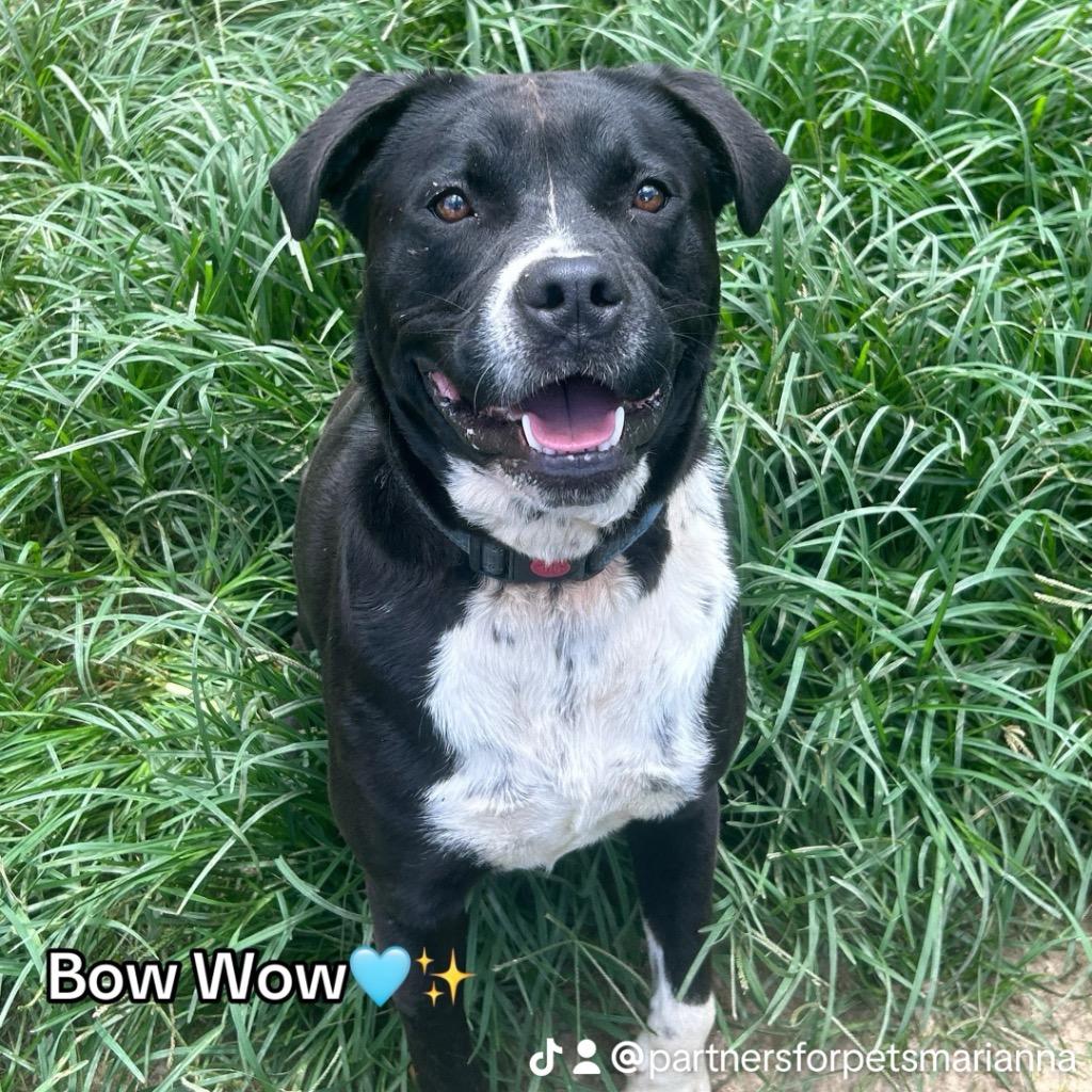 LIL' BOW WOW, Adopted, Adult Male Labrador Retriever.