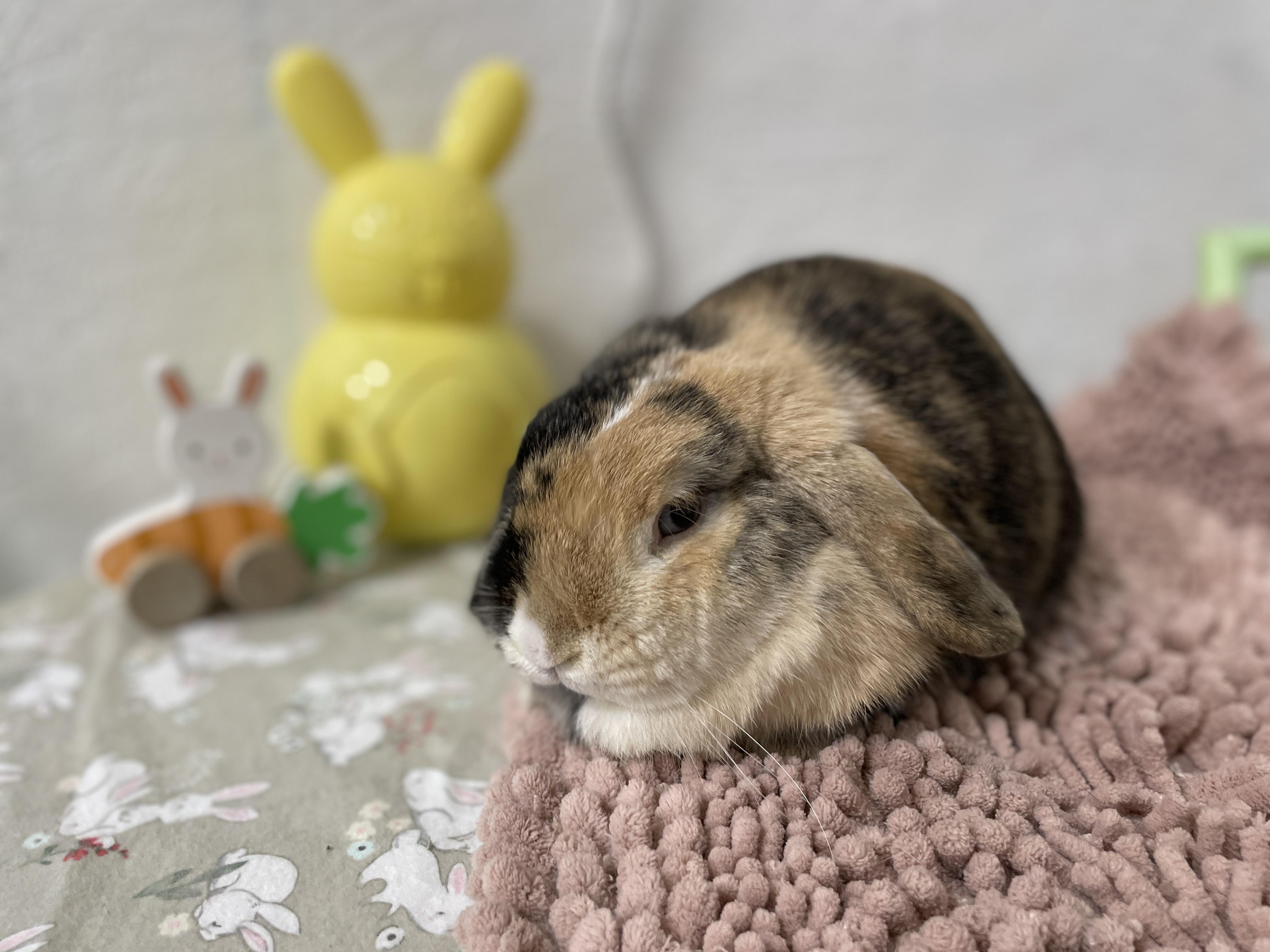 Enlarge Pocket, a Adopted Holland Lop in Ferndale, WA image 4/5