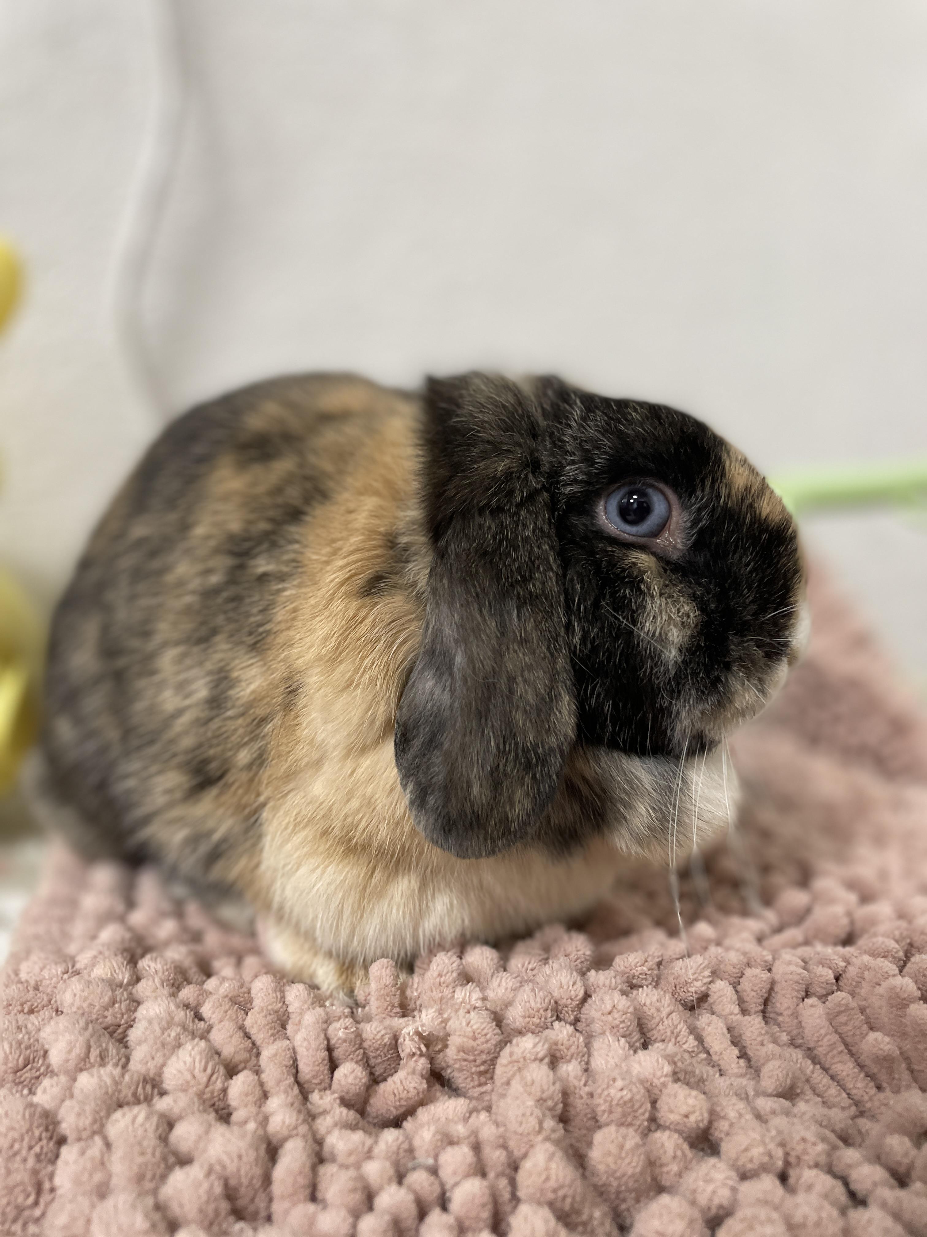 Pocket, Adopted, Adult Female Holland Lop.