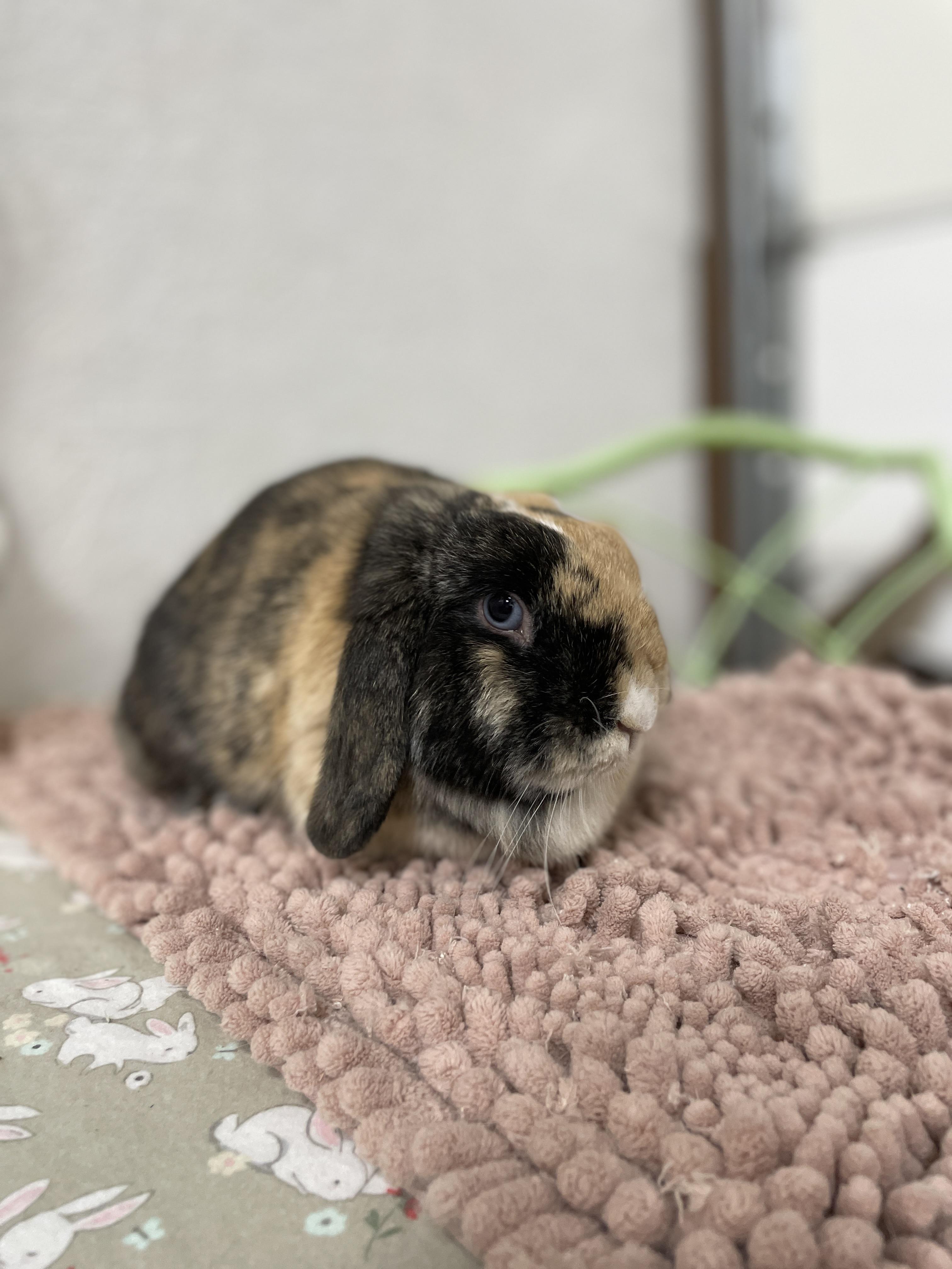 Enlarge Pocket, a Adopted Holland Lop in Ferndale, WA image 5/5