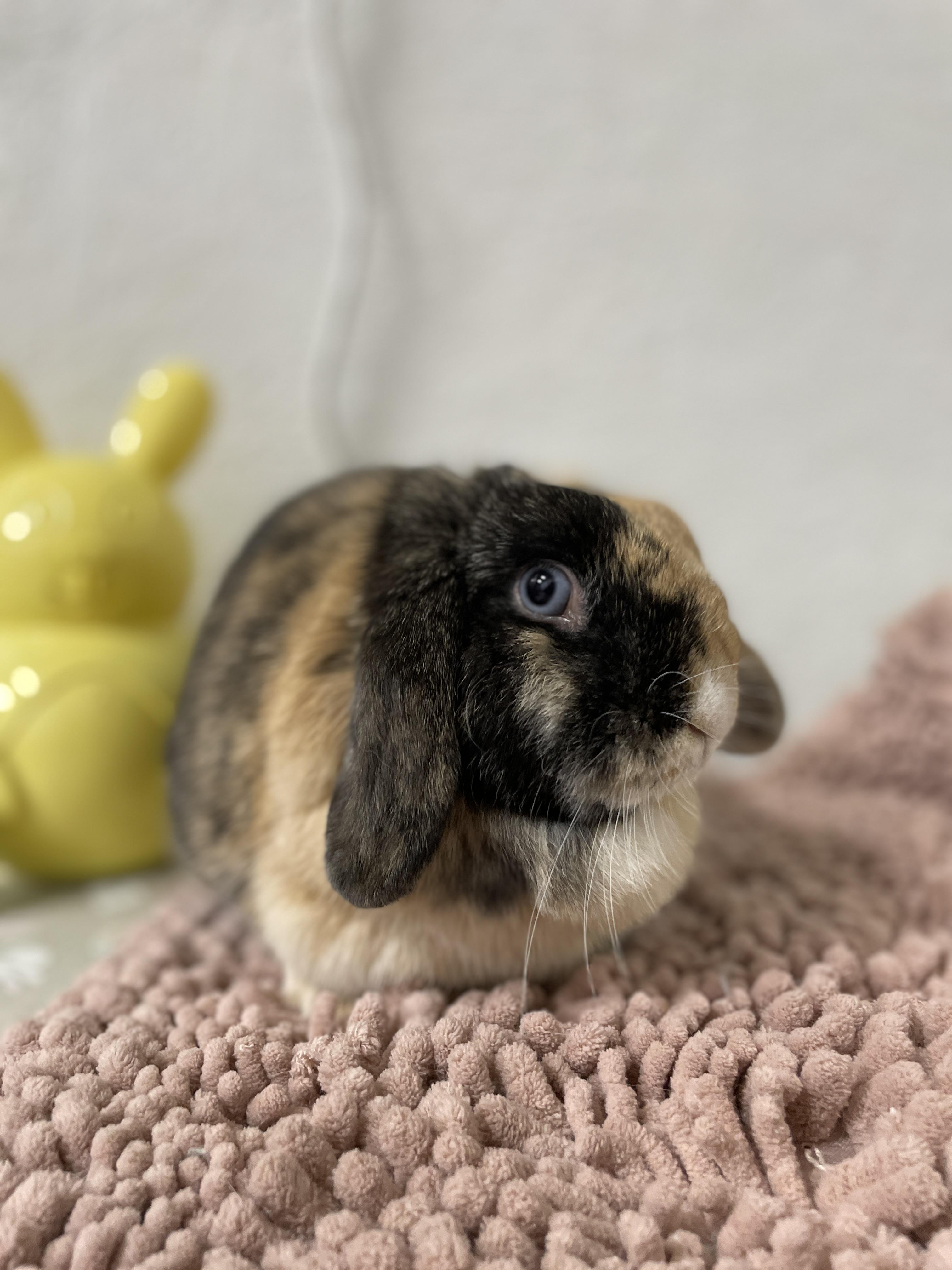 Enlarge Pocket, a Adopted Holland Lop in Ferndale, WA image 3/5