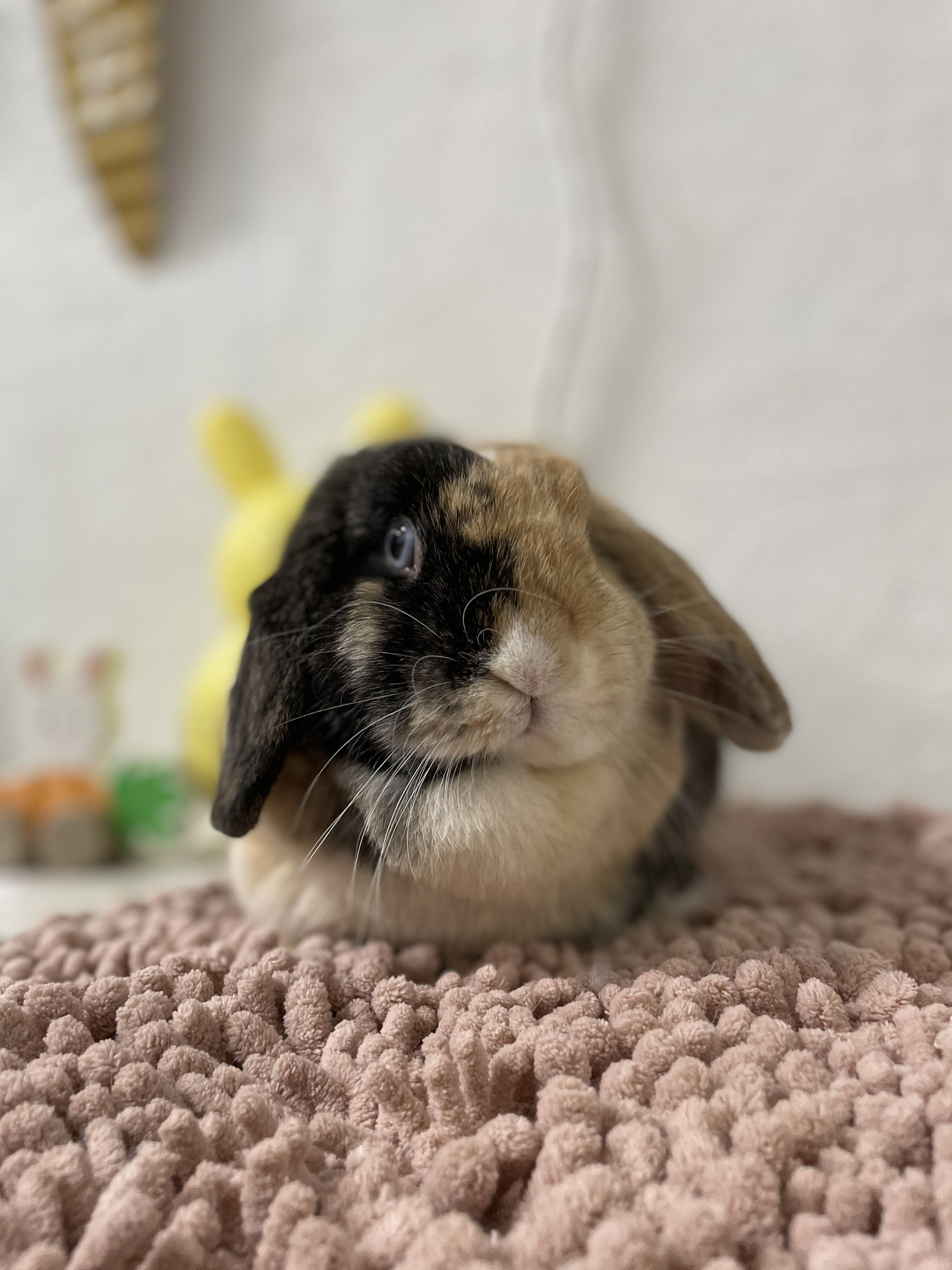 Enlarge Pocket, a Adopted Holland Lop in Ferndale, WA image 2/5