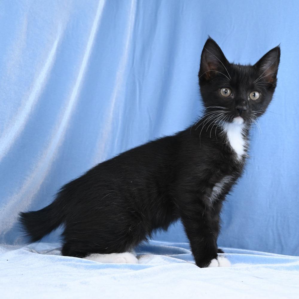 Annie, Adoptable, Kitten Female Domestic Short Hair.