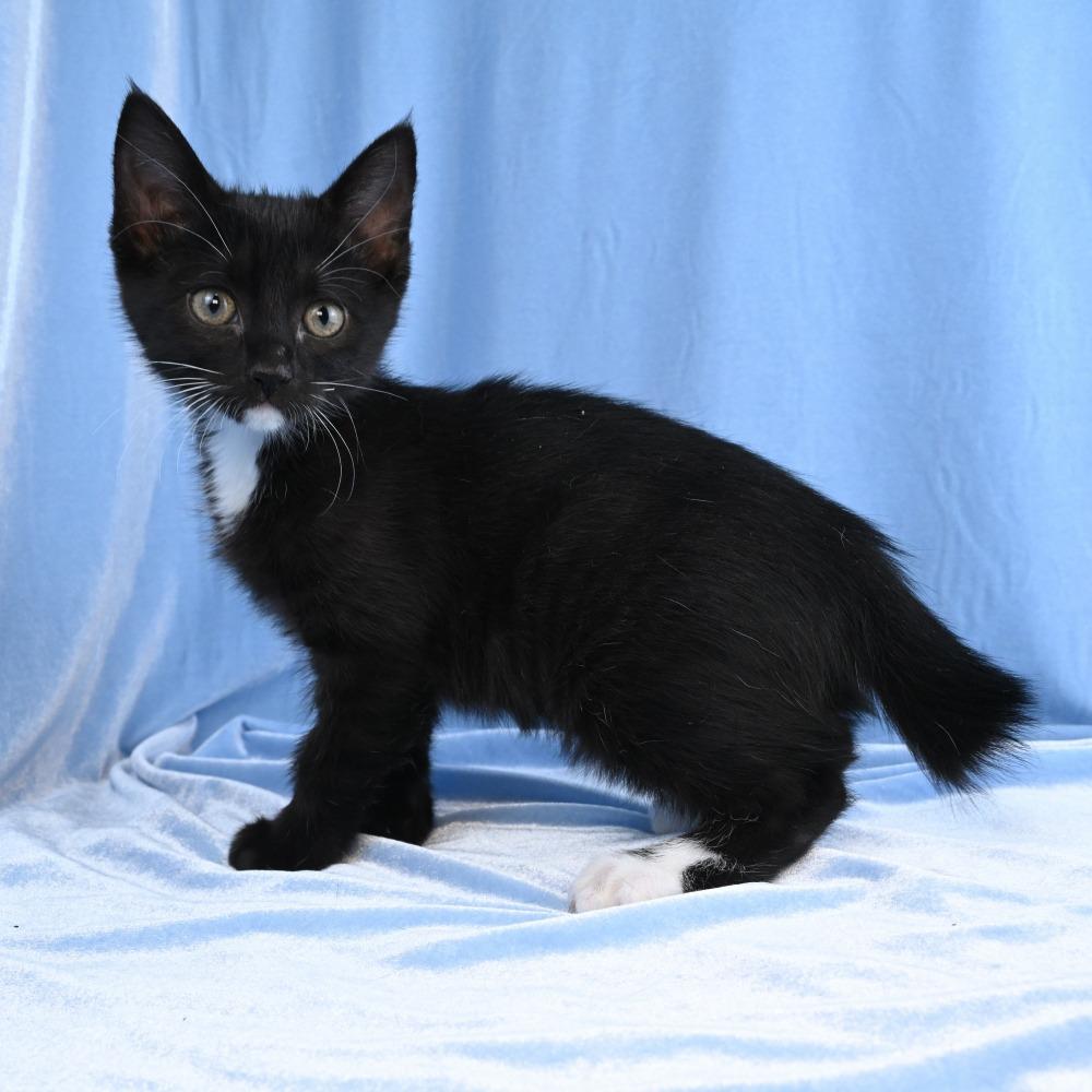 Annie, a Adoptable Domestic Short Hair in Mobile, AL image 2/6