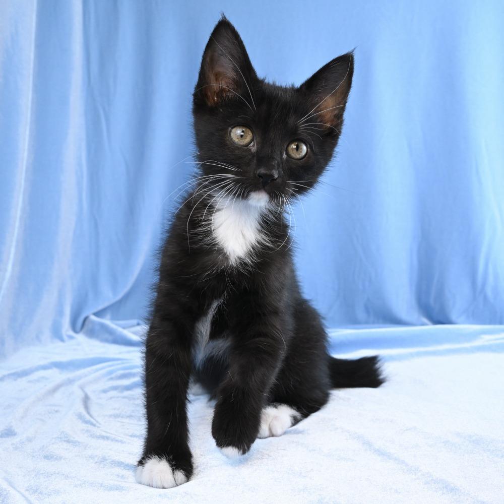 Annie, a Adoptable Domestic Short Hair in Mobile, AL image 3/6