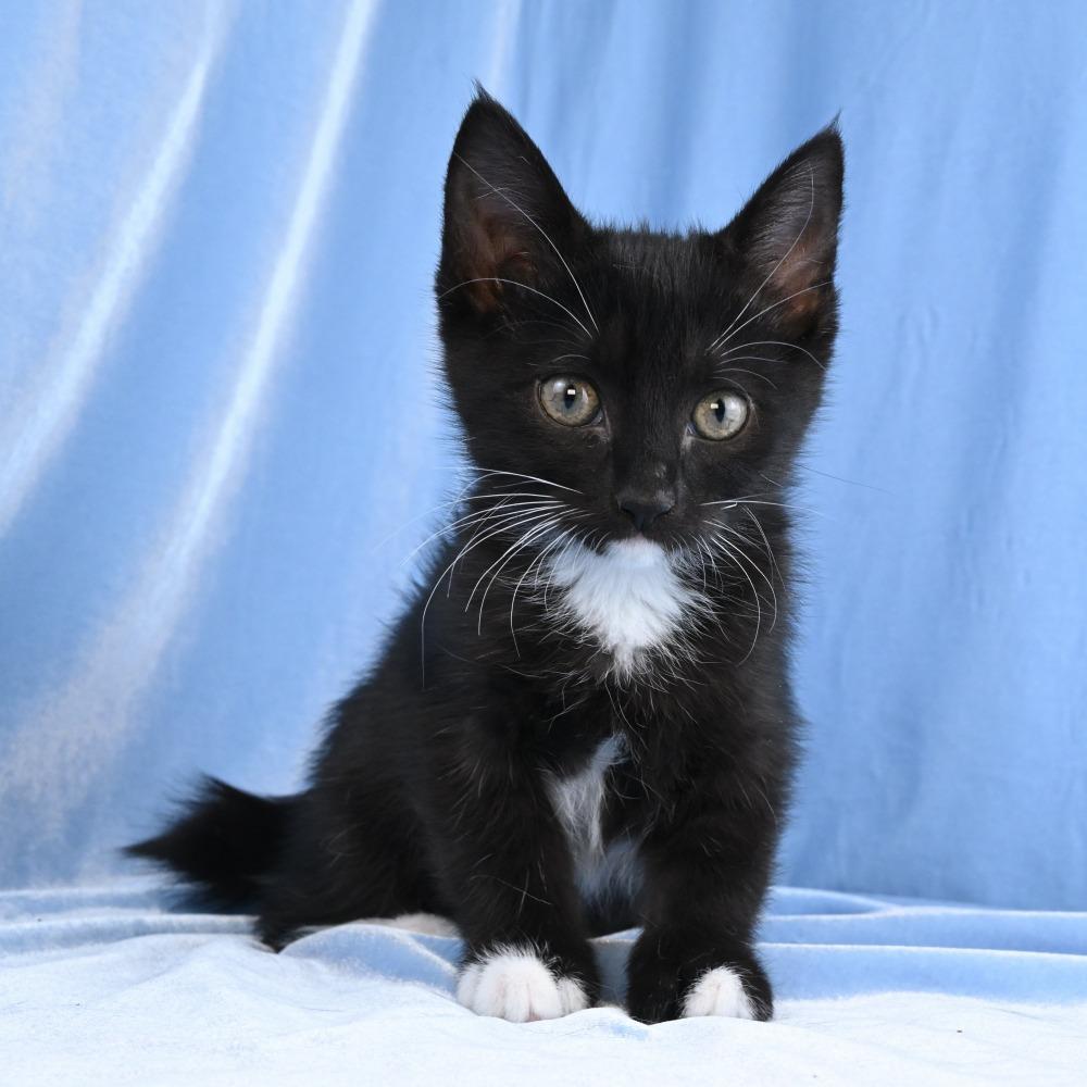 Annie, a Adoptable Domestic Short Hair in Mobile, AL image 4/6